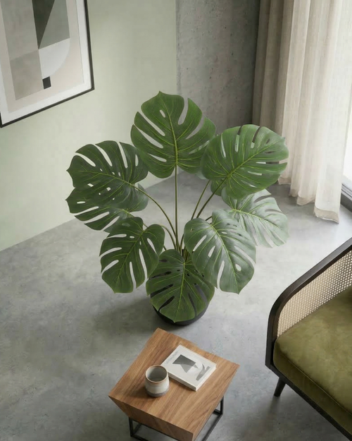 Monstera Essenziale - Vèra
