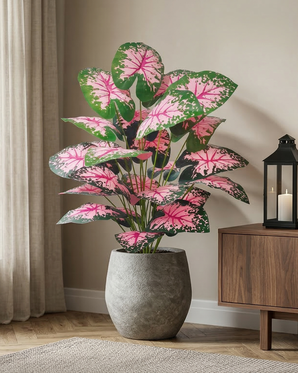 Caladium Blush - Vèra