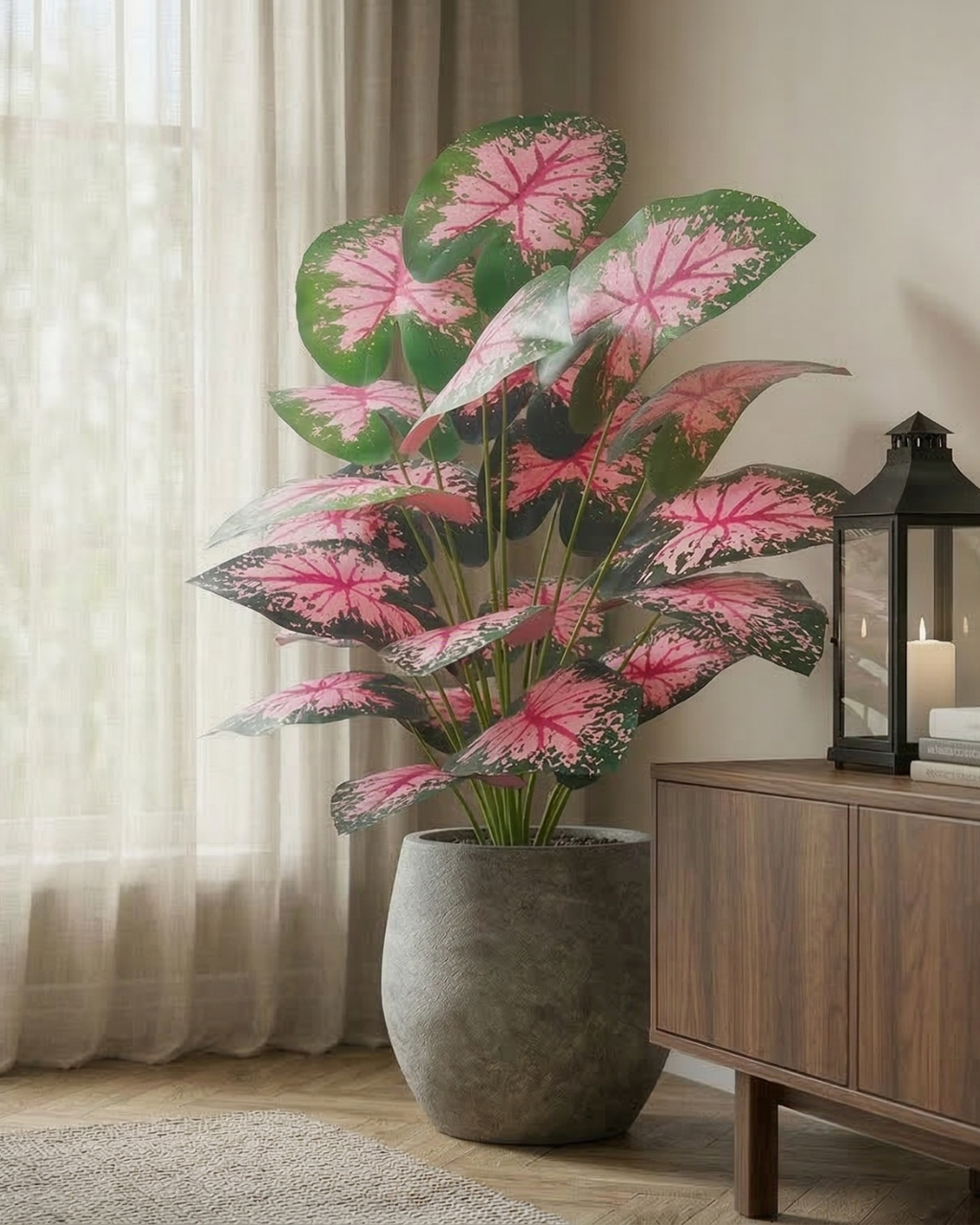 Caladium Blush - Vèra